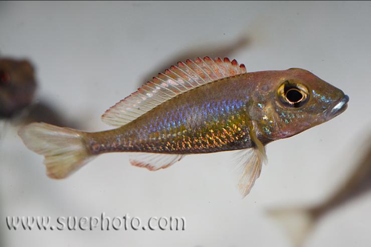 Callochromis pleurospilus